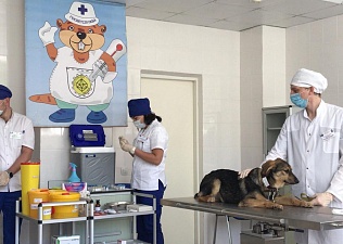 Лучшего ветеринарного врача определят в Москве 22 июля