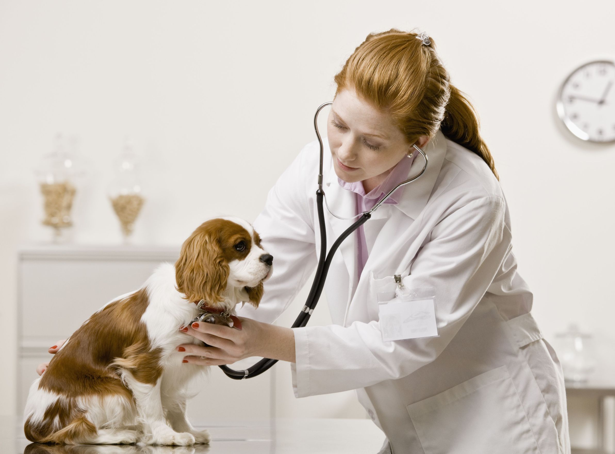 Ветеринар с собакой