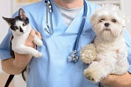 Лучший «Ветеринарный врач»